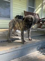 Bertha, a female Perro de Presa Canario for sale in Cleburne, TX – 3 of 6