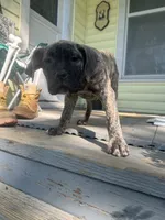 Bertha, a female Perro de Presa Canario for sale in Cleburne, TX – 2 of 6