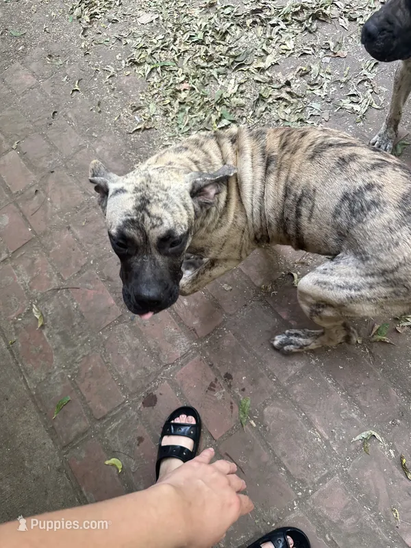 Ranger  – Perro de Presa Canario puppy for sale in Cleburne, TX