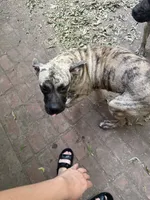 Ranger , a male Perro de Presa Canario for sale in Cleburne, TX – 1 of 3
