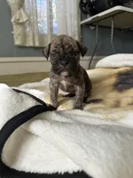 Pepper, a female Perro de Presa Canario for sale in Cleburne, TX – Photo 2 of 7