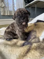 Pepper, a female Perro de Presa Canario for sale in Cleburne, TX – Photo 7 of 7