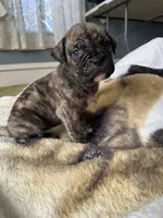 Pepper, a female Perro de Presa Canario for sale in Cleburne, TX – Photo 5 of 7