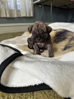 Pepper, a female Perro de Presa Canario for sale in Cleburne, TX – Photo 1 of 7