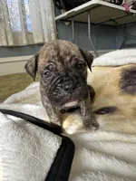 Pepper, a female Perro de Presa Canario for sale in Cleburne, TX – Photo 4 of 7