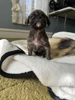 Pepper, a female Perro de Presa Canario for sale in Cleburne, TX – Photo 3 of 7