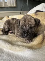 Pepper, a female Perro de Presa Canario for sale in Cleburne, TX – Photo 6 of 7