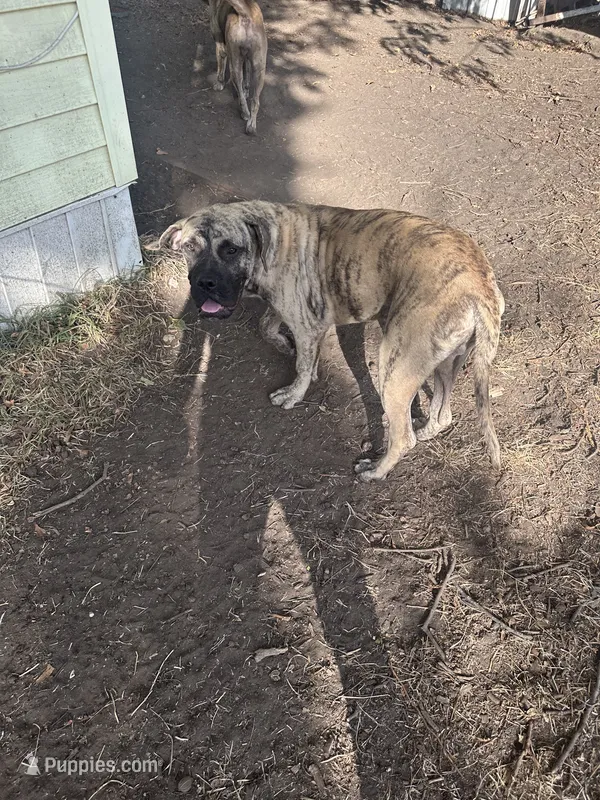 Ranger  – Perro de Presa Canario puppy for sale in Cleburne, TX