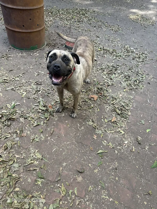 Helga – Perro de Presa Canario puppy for sale in Cleburne, TX