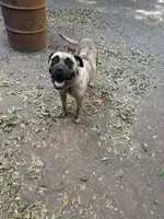 Helga, a female Perro de Presa Canario for sale in Cleburne, TX – 2 of 3