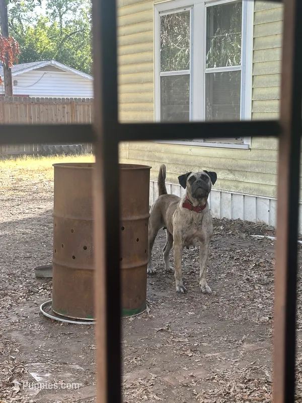 Helga – Perro de Presa Canario puppy for sale in Cleburne, TX