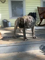 Bertha, a female Perro de Presa Canario for sale in Cleburne, TX – 4 of 6