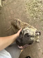 Ranger , a male Perro de Presa Canario for sale in Cleburne, TX – 2 of 3