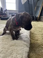 Liv, a female Perro de Presa Canario for sale in Cleburne, TX – Photo 4 of 6