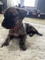 Liv, a female Perro de Presa Canario for sale in Cleburne, TX – Photo 2 of 6