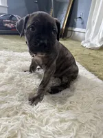 Liv, a female Perro de Presa Canario for sale in Cleburne, TX – Photo 6 of 6