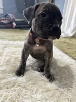 Liv, a female Perro de Presa Canario for sale in Cleburne, TX – Photo 3 of 6