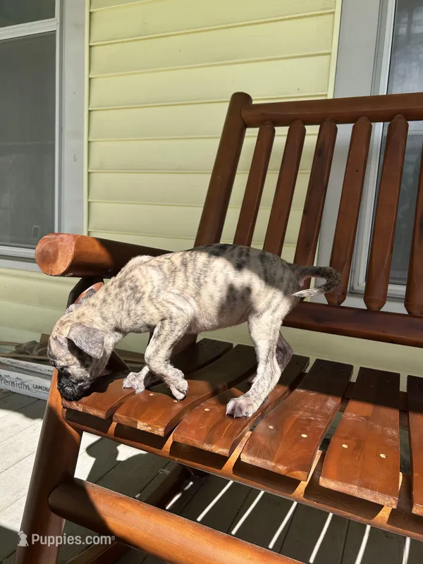 Liv – Perro de Presa Canario puppy for sale in Cleburne, TX