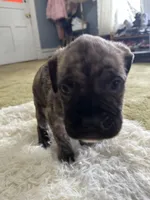 Liv, a female Perro de Presa Canario for sale in Cleburne, TX – Photo 1 of 6