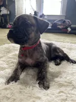 Liv, a female Perro de Presa Canario for sale in Cleburne, TX – Photo 5 of 6