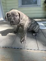 Bertha, a female Perro de Presa Canario for sale in Cleburne, TX – 6 of 6