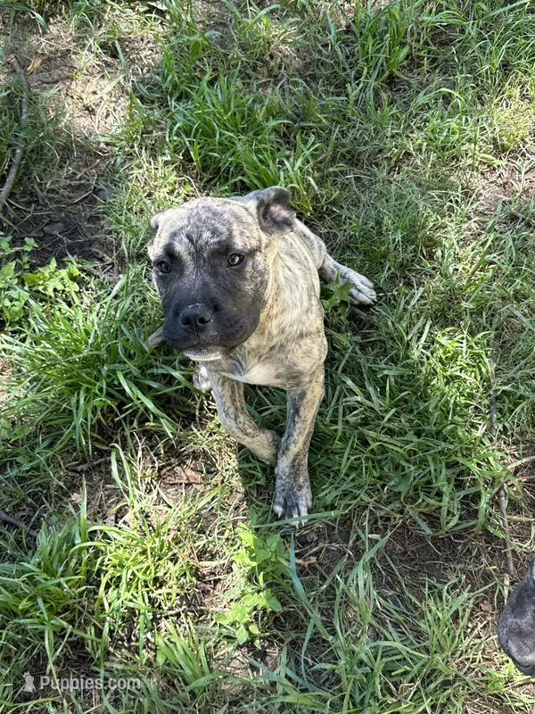  Bertha – Perro de Presa Canario puppy for sale in Cleburne, TX