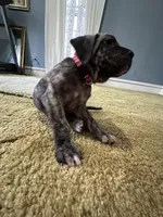 Dolly , a female Perro de Presa Canario for sale in Cleburne, TX – Photo 5 of 8