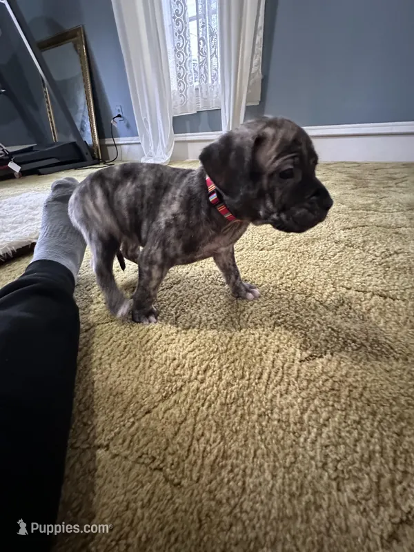 Dolly  – Perro de Presa Canario puppy for sale in Cleburne, TX