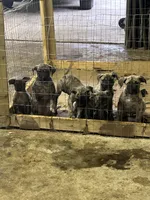 Dolly , a female Perro de Presa Canario for sale in Cleburne, TX – 2 of 3