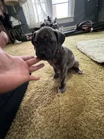 Dolly , a female Perro de Presa Canario for sale in Cleburne, TX – Photo 7 of 8