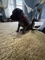 Dolly , a female Perro de Presa Canario for sale in Cleburne, TX – Photo 4 of 8