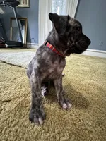 Dolly , a female Perro de Presa Canario for sale in Cleburne, TX – Photo 3 of 8