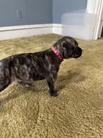 Dolly , a female Perro de Presa Canario for sale in Cleburne, TX – Photo 1 of 8