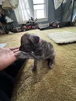 Dolly , a female Perro de Presa Canario for sale in Cleburne, TX – Photo 6 of 8