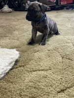 Paulie , a male Perro de Presa Canario for sale in Cleburne, TX – Photo 6 of 7