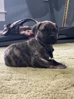 Paulie , a male Perro de Presa Canario for sale in Cleburne, TX – Photo 2 of 7