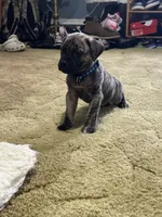 Paulie , a male Perro de Presa Canario for sale in Cleburne, TX – Photo 7 of 7