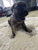 Paulie , a male Perro de Presa Canario for sale in Cleburne, TX – Photo 1 of 7