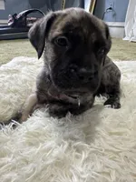 Paulie , a male Perro de Presa Canario for sale in Cleburne, TX – Photo 3 of 7