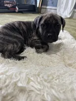 Paulie , a male Perro de Presa Canario for sale in Cleburne, TX – Photo 5 of 7