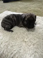 Paulie , a male Perro de Presa Canario for sale in Cleburne, TX – Photo 4 of 7