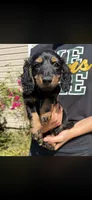 Bandit , a male Miniature Dachshund for sale in Arkansas City, AR – 3 of 3