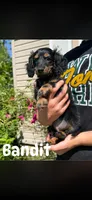Bandit , a male Miniature Dachshund for sale in Arkansas City, AR – 2 of 3