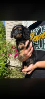 Bandit , a male Miniature Dachshund for sale in Arkansas City, AR – 1 of 3
