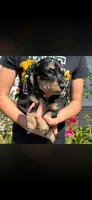 Bacardi, a female Miniature Dachshund for sale in Arkansas City, AR – 2 of 3