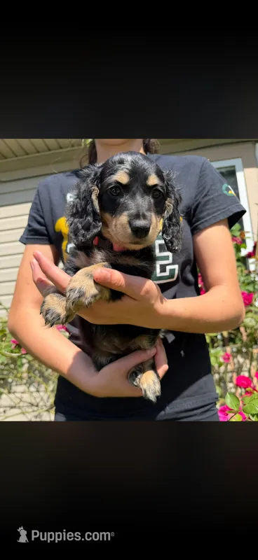 Bacardi – Miniature Dachshund puppy for sale in Arkansas City, AR