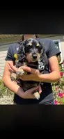 Bacardi, a female Miniature Dachshund for sale in Arkansas City, AR – 1 of 3