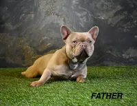 Benji, a male French Bulldog for sale in Shipshewana, IN – Photo 6 of 8
