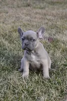 Benji, a male French Bulldog for sale in Shipshewana, IN – Photo 4 of 8