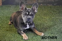 Benji, a male French Bulldog for sale in Shipshewana, IN – Photo 8 of 8